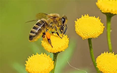 蜜蜂来家好吗